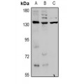 LifeSab™ KCNT1 Rabbit pAb (50 µl)