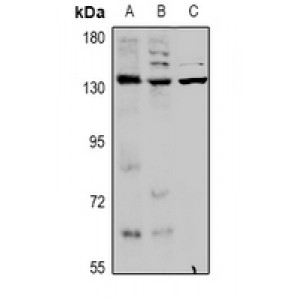 LifeSab™ KCNT1 Rabbit pAb (50 µl)