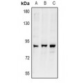 LifeSab™ ARHGEF19 Rabbit pAb (50 µl)
