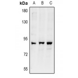 LifeSab™ ARHGEF19 Rabbit pAb (50 µl)
