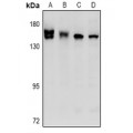 LifeSab™ STK36 Rabbit pAb (50 µl)