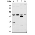 LifeSab™ TRF3 Rabbit pAb (50 µl)
