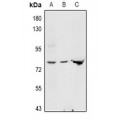 LifeSab™ GNE Rabbit pAb (50 µl)