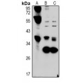 LifeSab™ Hepassocin Rabbit pAb (50 µl)
