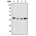 LifeSab™ DFF45 Rabbit pAb (50 µl)