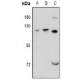 LifeSab™ GPRC6A Rabbit pAb (50 µl)