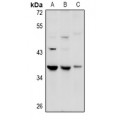LifeSab™ GPR27 Rabbit pAb (50 µl)