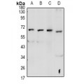LifeSab™ GPR48 Rabbit pAb (50 µl)