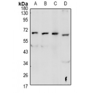 LifeSab™ GPR48 Rabbit pAb (50 µl)