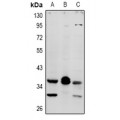 LifeSab™ MRGX4 Rabbit pAb (50 µl)