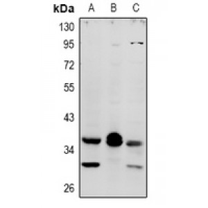 LifeSab™ MRGX4 Rabbit pAb (50 µl)