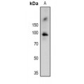 LifeSab™ RSK1 (pT359/S363) Rabbit pAb (50 µl)