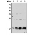 LifeSab™ Claudin 4 (pY208) Rabbit pAb (50 µl)