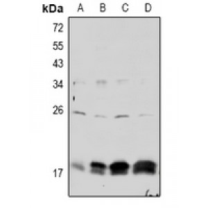 LifeSab™ Claudin 4 (pY208) Rabbit pAb (50 µl)