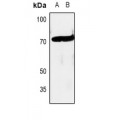 LifeSab™ c-RAF Rabbit pAb (50 µl)