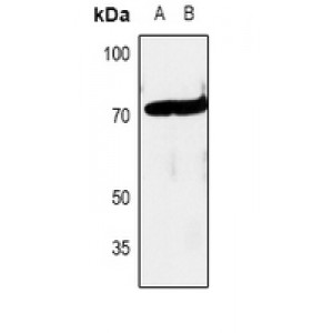 LifeSab™ c-RAF Rabbit pAb (50 µl)