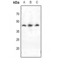 LifeSab™ Doublecortin Rabbit pAb (50 µl)