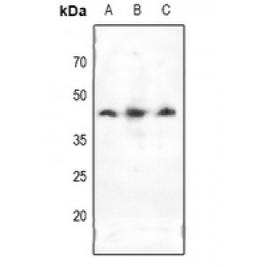 LifeSab™ Doublecortin Rabbit pAb (50 µl)