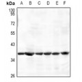 LifeSab™ AMPK beta 1 Rabbit pAb (50 µl)