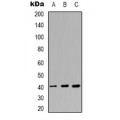 LifeSab™ hNRNP C (pS260) Rabbit pAb (50 µl)