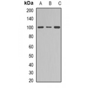 LifeSab™ Dynamin 1 Rabbit pAb (50 µl)