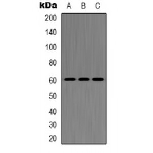 LifeSab™ Histone Deacetylase 2 Rabbit pAb (50 µl)