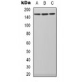 LifeSab™ PLC beta 3 Rabbit pAb (50 µl)