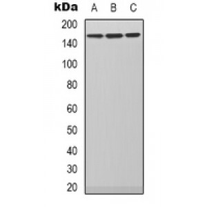 LifeSab™ PLC beta 3 Rabbit pAb (50 µl)