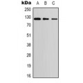 LifeSab™ PERK Rabbit pAb (50 µl)