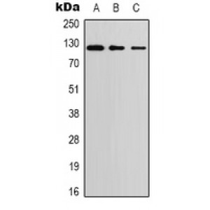 LifeSab™ PERK Rabbit pAb (50 µl)