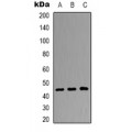 LifeSab™ DUSP4 Rabbit pAb (50 µl)