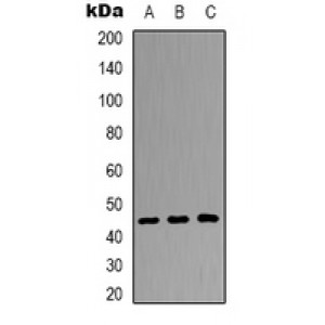 LifeSab™ DUSP4 Rabbit pAb (50 µl)