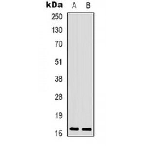 LifeSab™ CPI17 (pT38) Rabbit pAb (50 µl)