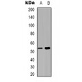 LifeSab™ Septin 1 Rabbit pAb (50 µl)