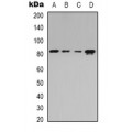 LifeSab™ Beta-adducin Rabbit pAb (50 µl)