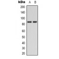 LifeSab™ PI3K p85 alpha (pY607) Rabbit pAb (50 µl)