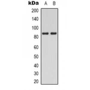 LifeSab™ PI3K p85 alpha (pY607) Rabbit pAb (50 µl)