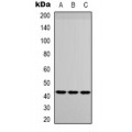 LifeSab™ IGFBP3 Rabbit pAb (50 µl)