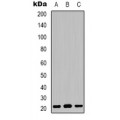 LifeSab™ Claudin 7 Rabbit pAb (50 µl)