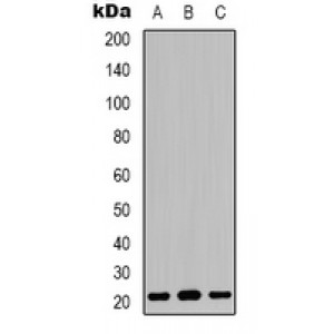 LifeSab™ Claudin 7 Rabbit pAb (50 µl)