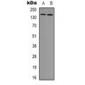 LifeSab™ MRPS17 Rabbit pAb (50 µl)