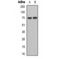 LifeSab™ LRRC41 Rabbit pAb (50 µl)