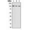 LifeSab™ PRPF6 Rabbit pAb (50 µl)