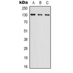 LifeSab™ PRPF6 Rabbit pAb (50 µl)