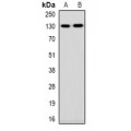 LifeSab™ Cytochrome c Rabbit pAb (50 µl)