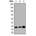 LifeSab™ GRP78 Rabbit pAb (50 µl)