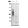 LifeSab™ Alpha-crystallin C Mouse mAb (50 µl)