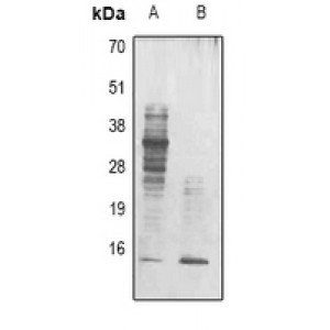 LifeSab™ Alpha-crystallin C Mouse mAb (50 µl)