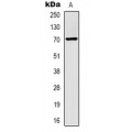 LifeSab™ Alpha-tubulin (AcK40) Mouse mAb (50 µl)