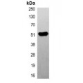 LifeSab™ Beta2A-tubulin Mouse mAb (50 µl)
